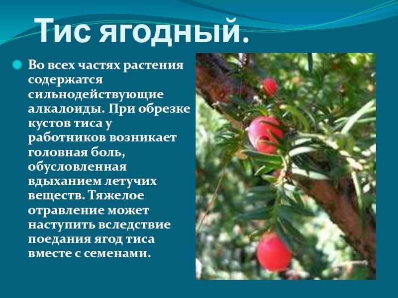 Хвойные тисы — виды, посадка, уход и сорта с фото