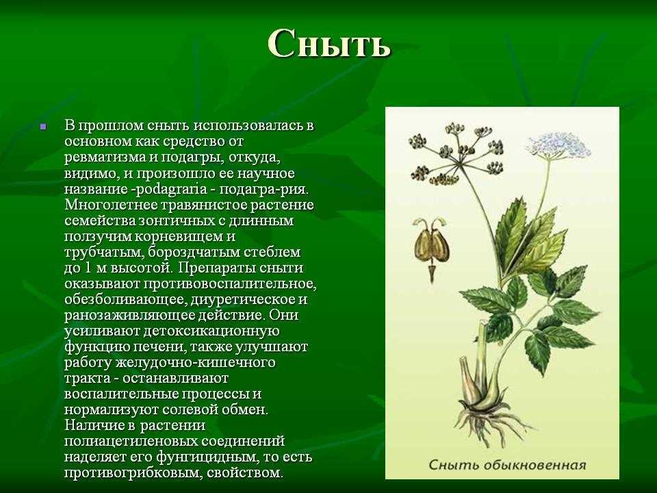 Сныть обыкновенная: описание и фото, полезные свойства травы