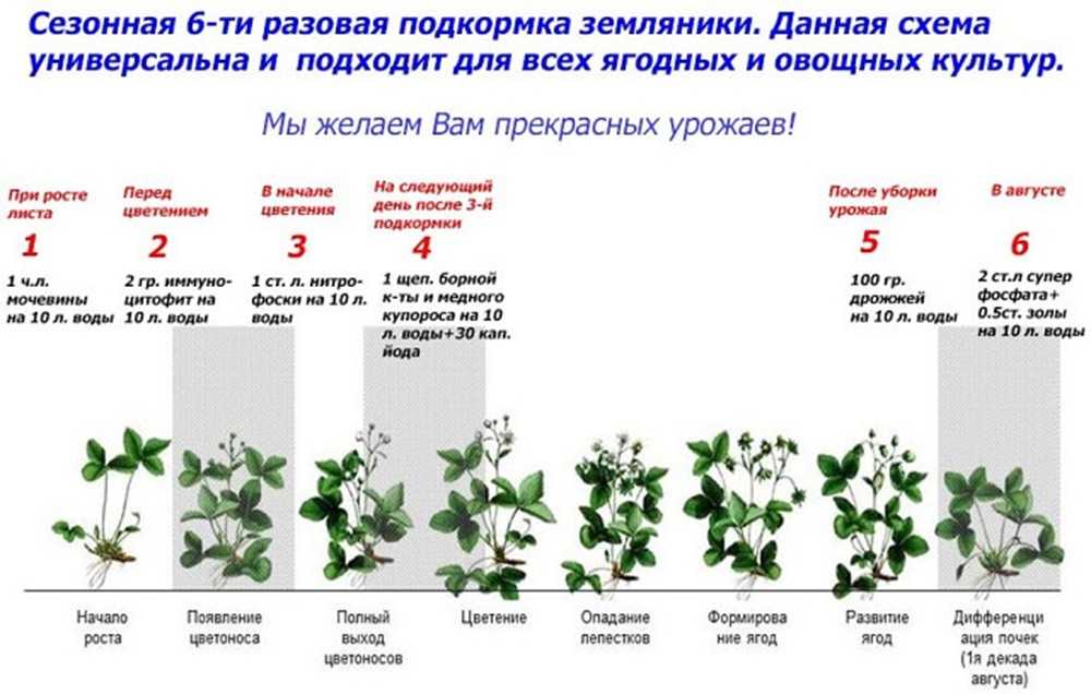Советы, как подготовить теплицу из поликарбоната к зиме: выбор средств от фитофторы, обработка земли, уборка теплицы на зиму и укрепление крыши