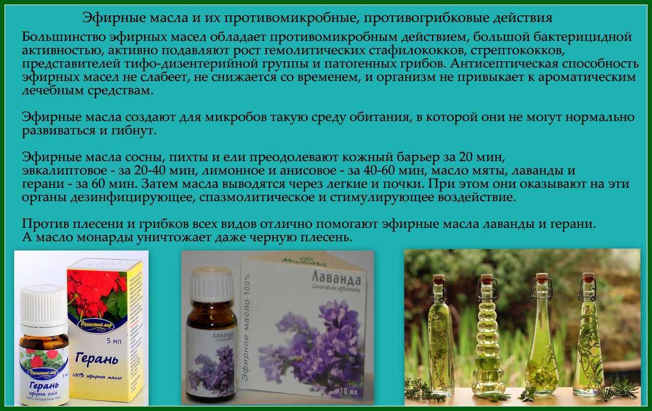 10 токсичных комнатных растений, которые отравляют людей и домашних животных