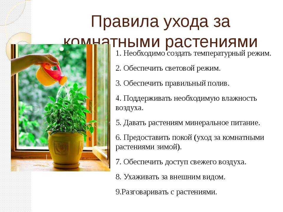Когда можно выносить герань на улицу весной в горшках