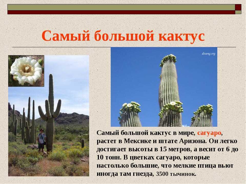 Детям о кактусах