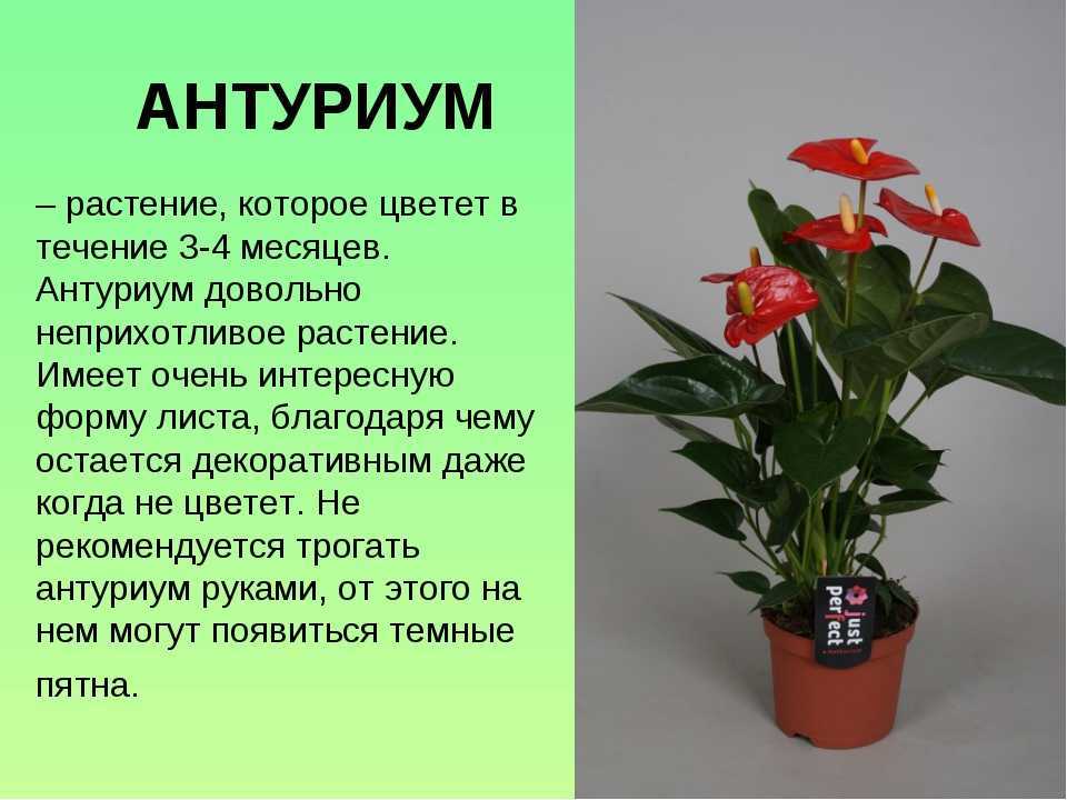 Антуриум плохо растет - причины и решение [2019]
