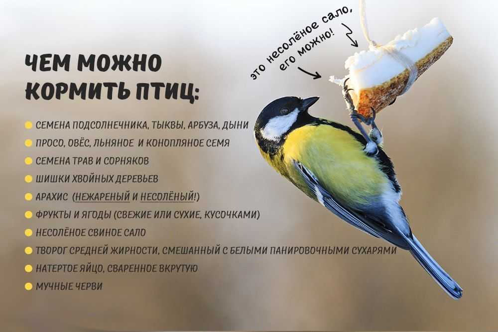 Синицам крошки, а воробьям - семечки: чем подкармливать зимой разных птиц
