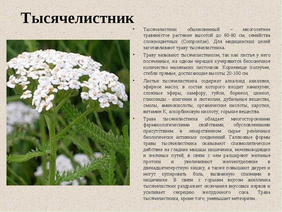 Как обрезать алоэ в домашних условиях: когда это нужно делать, какие взять листья для лечения, как правильно все провести для оздоровительных целей?дача эксперт
