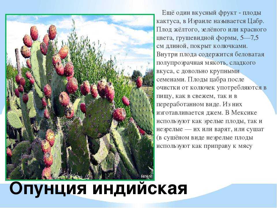 Расскажем о декоративном кактусе с названием опунция мелковолосистая Узнаете об уходе и условиях выращивания в открытом грунте и домашнем содержании Описаны особенности цветения и размножения Увидите, как выглядит на фото Opuntia microdasys