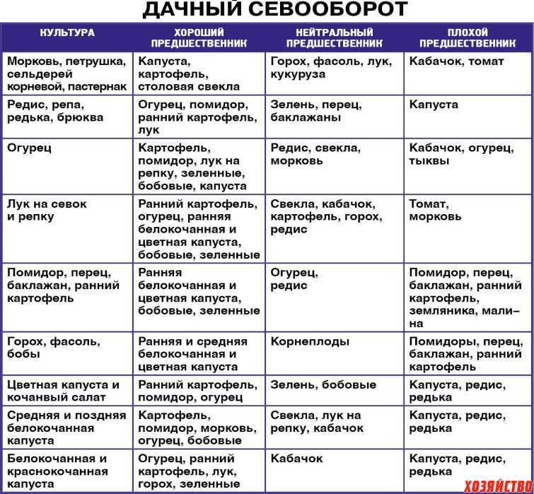 Морковь и свекла на одной грядке: плюсы и минусы соседства, хорошие и плохие предшественники