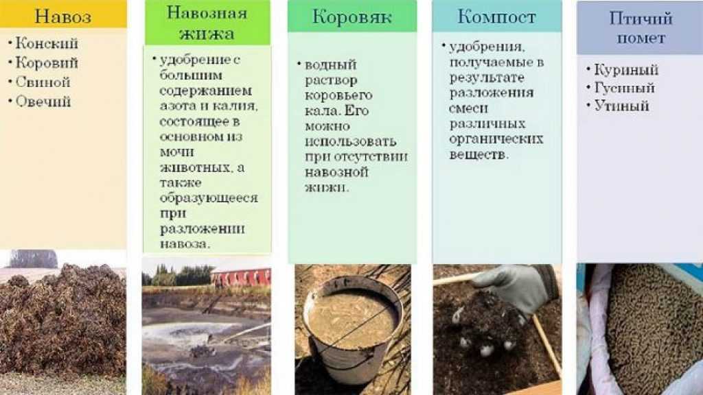 Можно ли компостировать собачьи экскременты