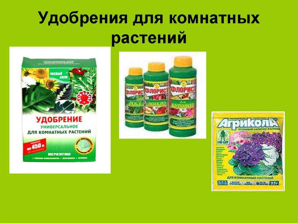 Подкормка для комнатных цветов в домашних условиях — лучшие рецепты удобрений 2022 года