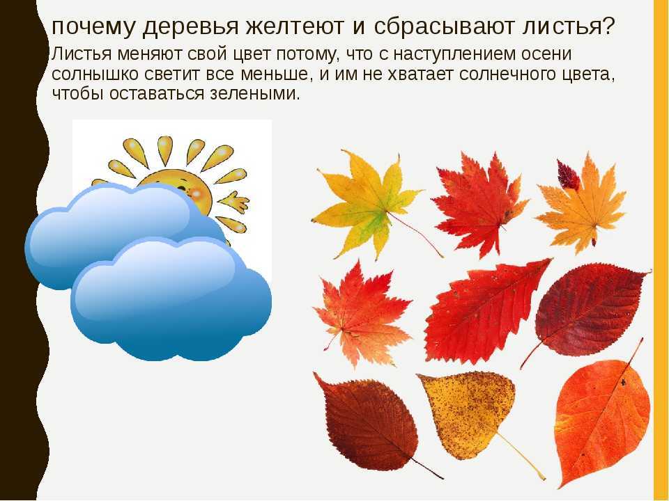 Какие деревья меняют окраску листьев осенью