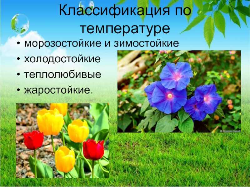 Теплолюбивые и холодостойкие растения – список, примеры кратко для доклада (3 класс, окружающий мир)