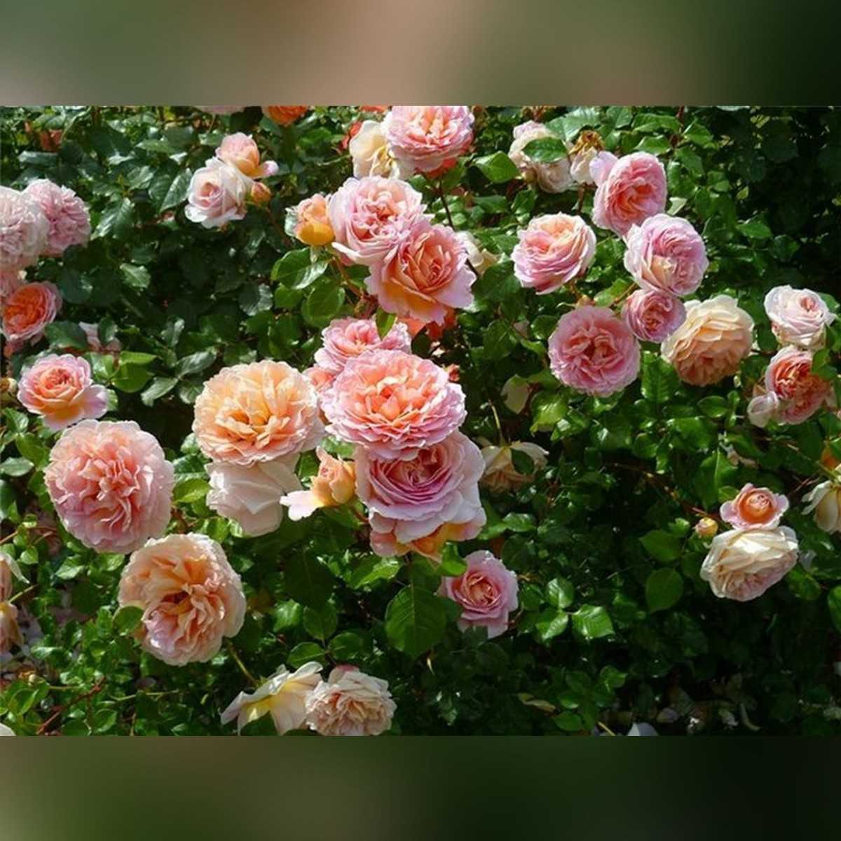 Роза абрахам дерби (abraham darby): фото, отзывы, описание, характеристики.