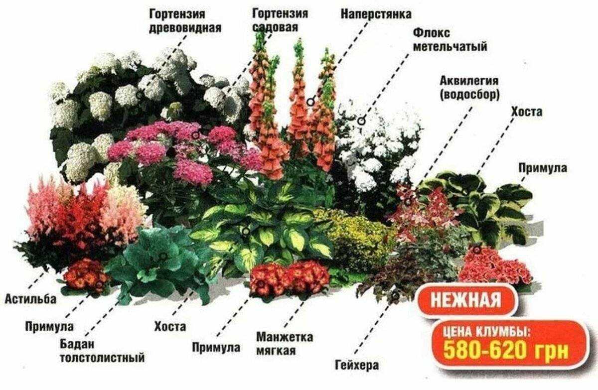 10 многолетников из семян, которые зацветут уже в первый год. фото — ботаничка