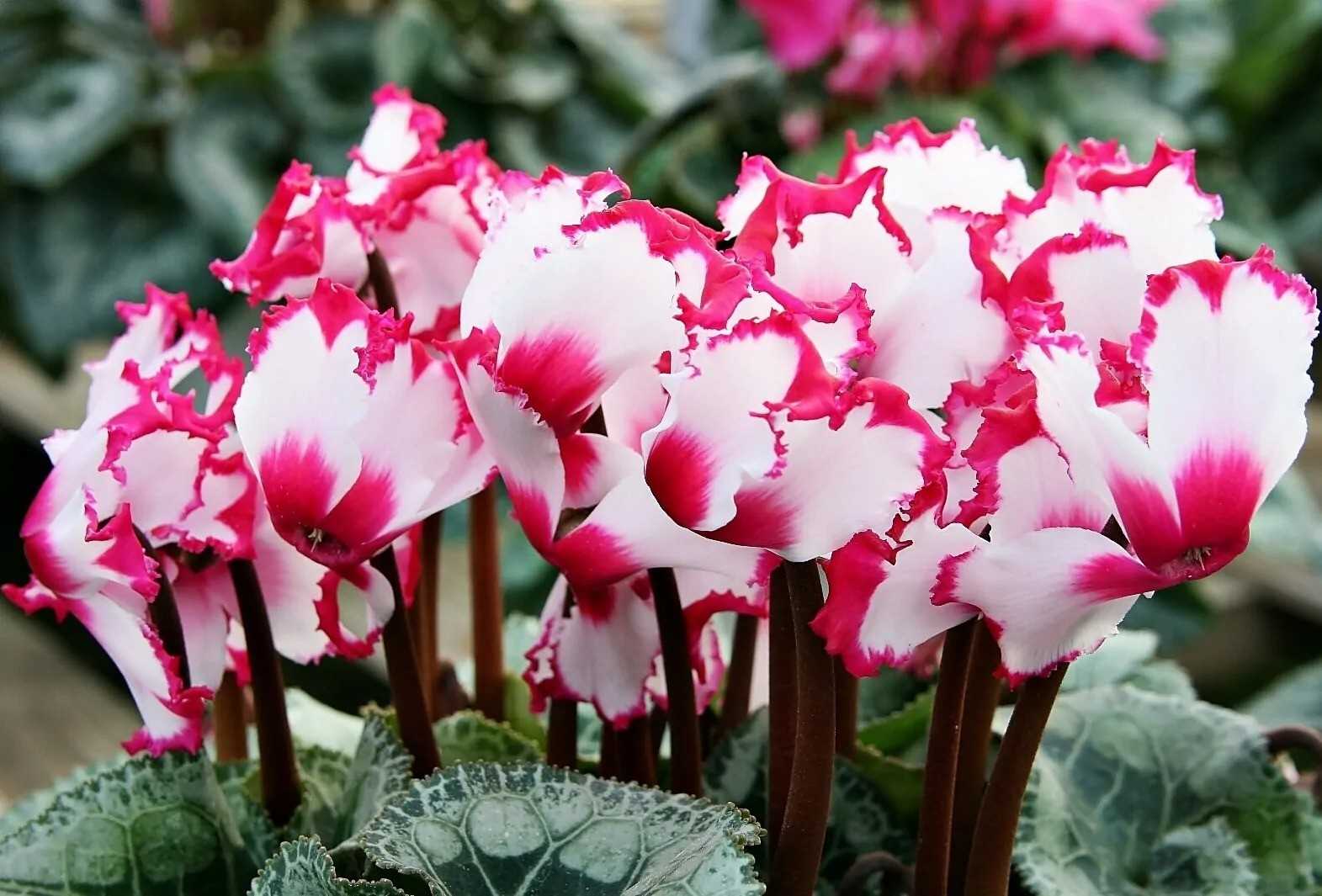 Цикламен: уход в домашних условиях, пересадка, размножение, приметы - lifeflower