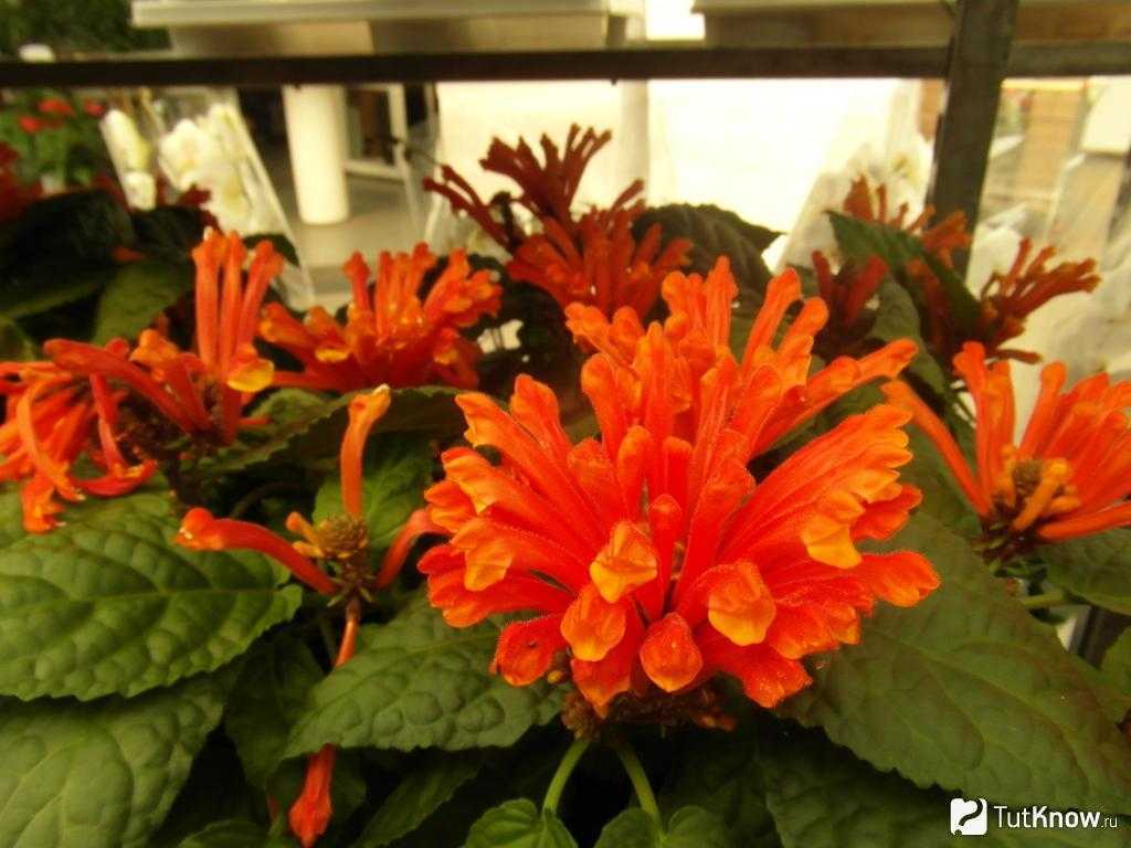 Скутеллярия | садоводство24