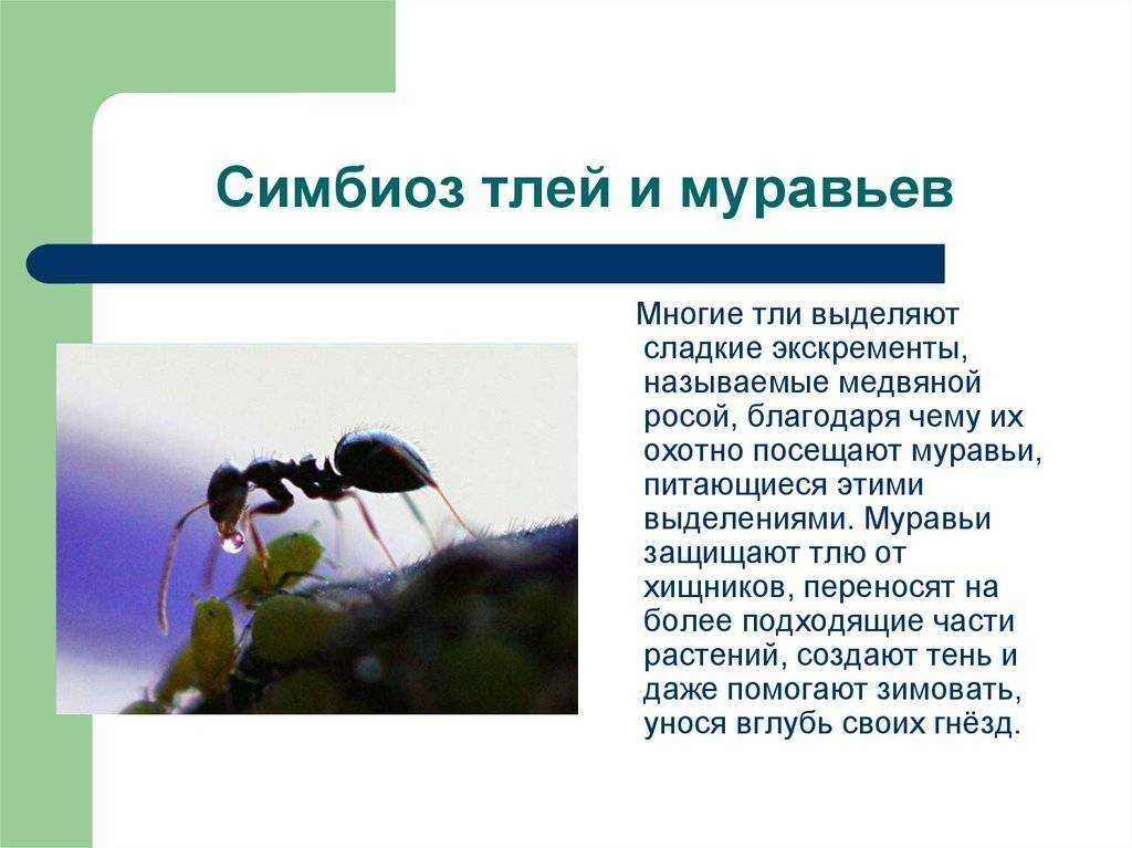 Муравьи и тля - описание взаимовыгодного симбиоза насекомых