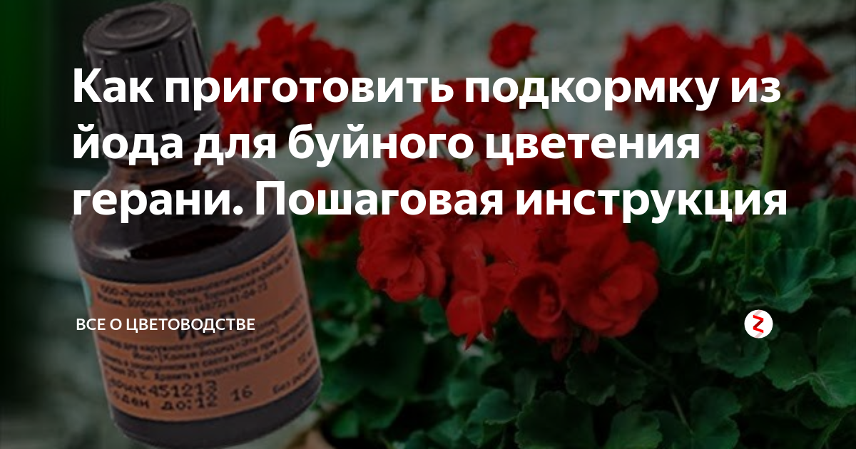 Чем подкормить герань для обильного цветения в домашних условиях: удобрения, йод, перекись