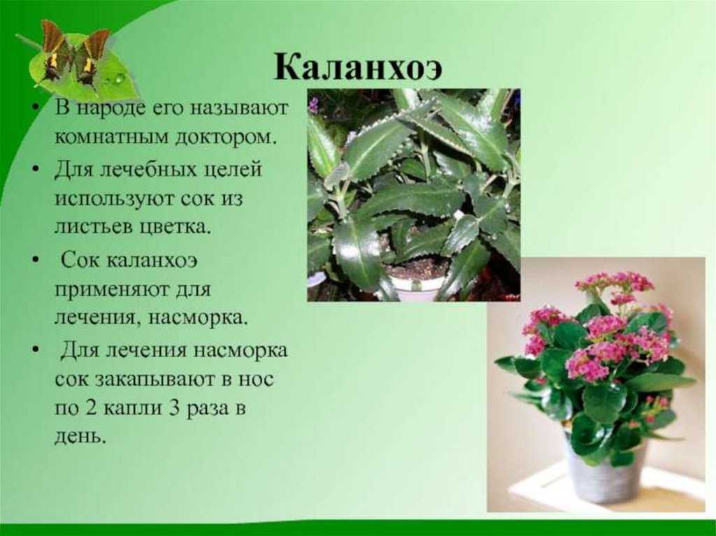Особенности ухода за хавортией в домашних условиях с фото цветка
