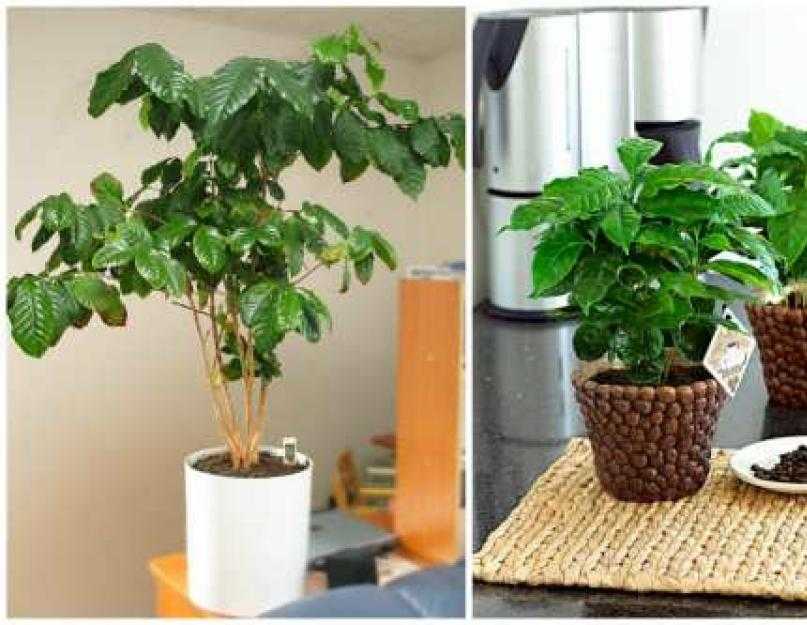 Кофейное дерево в домашних условиях: уход, болезни +отзывы