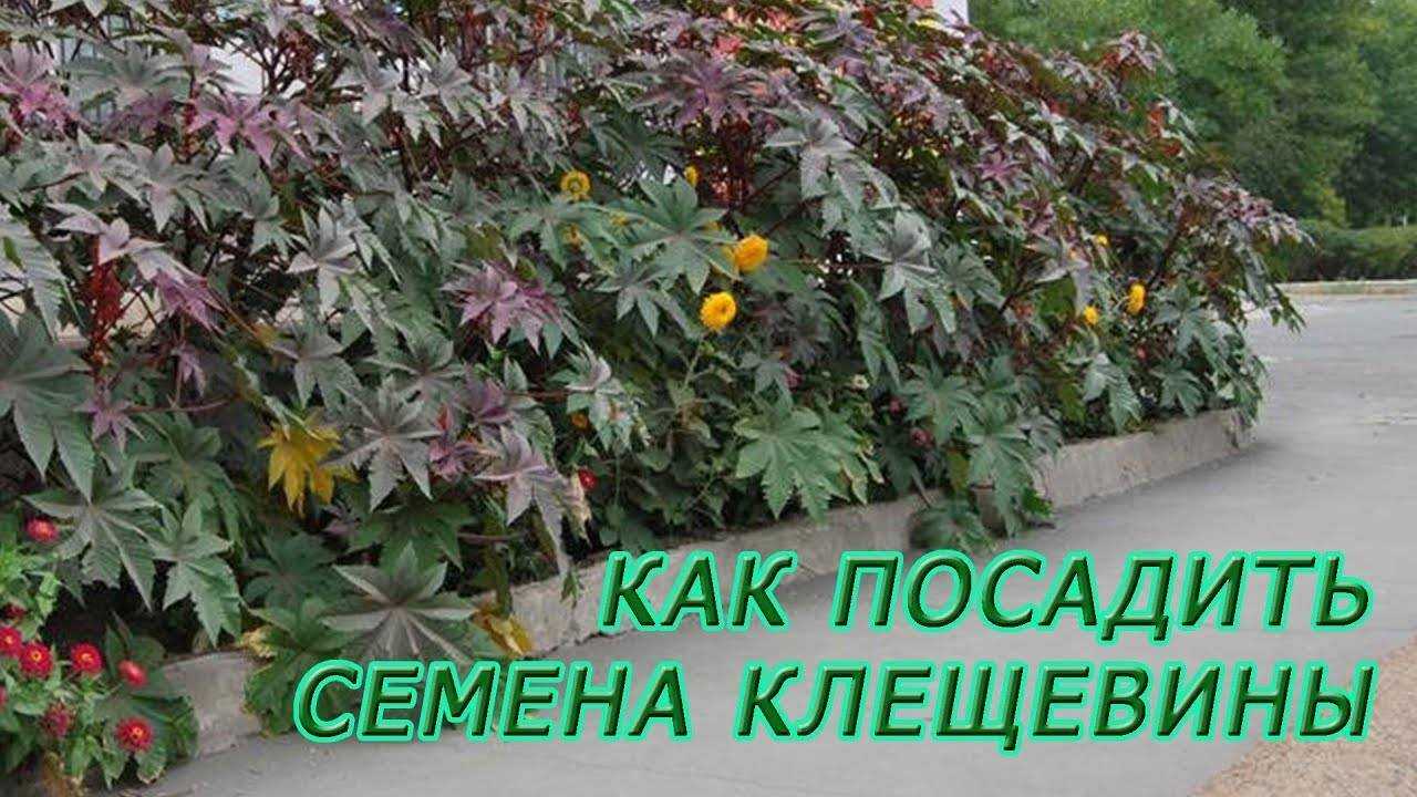 Клещевина — посадка и уход в открытом грунте, основные правила в 2023 году на гудгрунт
