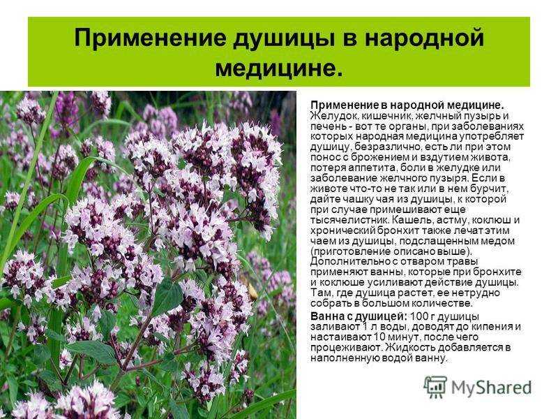 Лунник оживающий — украшение на дачном участке
