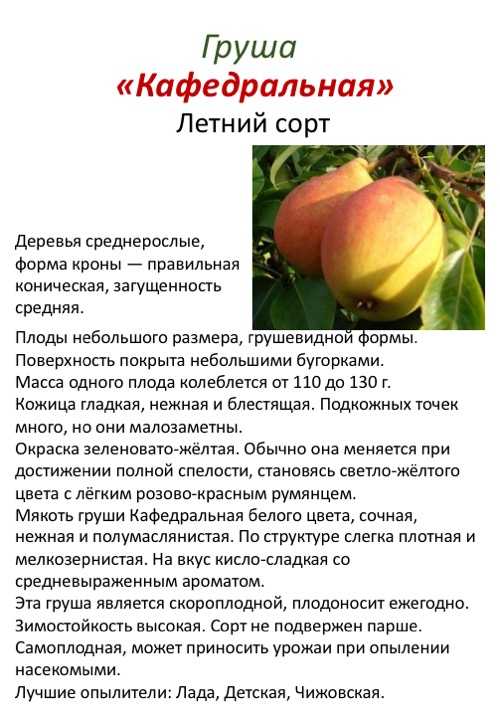 Почему не плодоносит груша - причины, что делать, если не цветет 5 лет