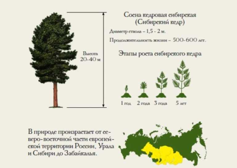 Можно ли ускорить плодоношение кедра