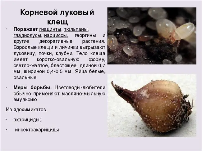 Рипсалидопсис: уход в домашних условиях, сорта и фото растения
