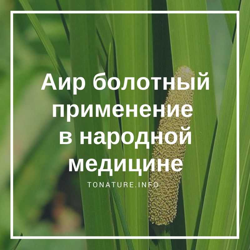 Растение аир Acorus является частью семейства Аирные По информации, взятой из разных источников, данный род включает в себя 2–6 видов В природе это растение встречается на территории Средней Азии, Кавказа, Европейской части России и в Сибири