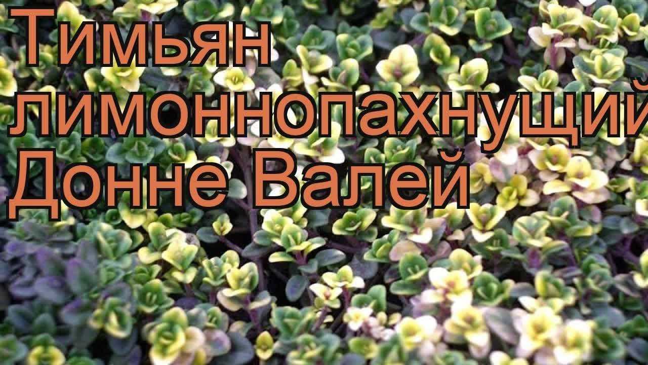 Тимьян, или чабрец: выращивание из семян, посадка и уход в открытом грунте в 2023 году на гудгрунт