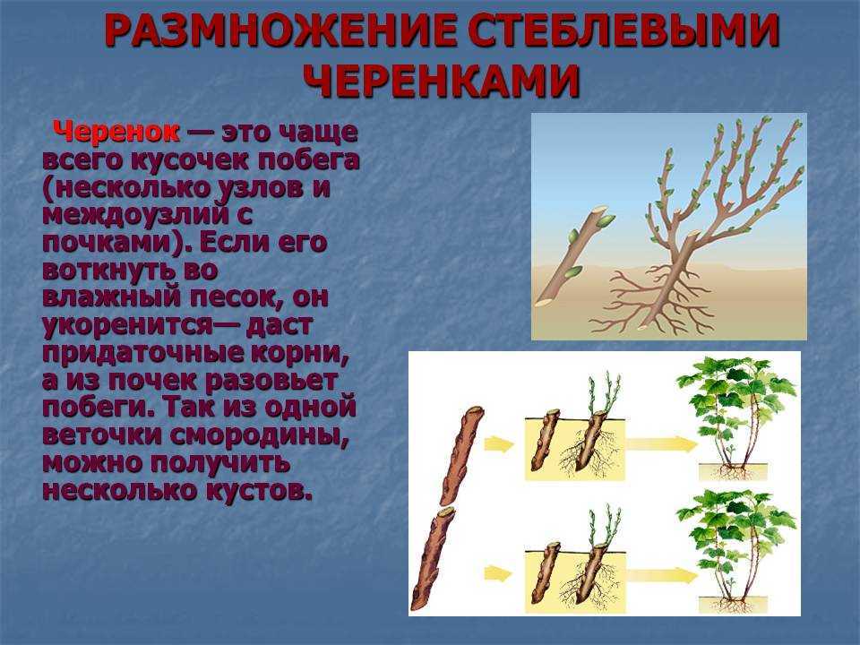 Калина размножение черенками осенью
