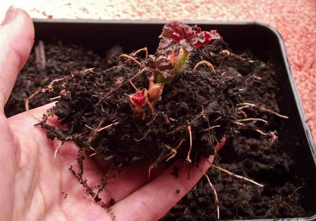 Как вырастить ампельную бегонию из клубня в домашних условиях