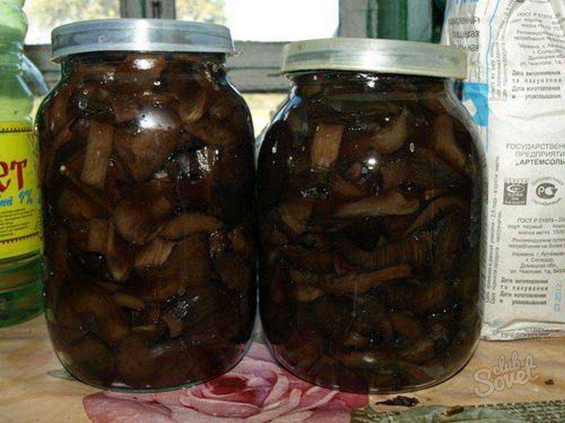 Свинушки на зиму: заморозка и консервация