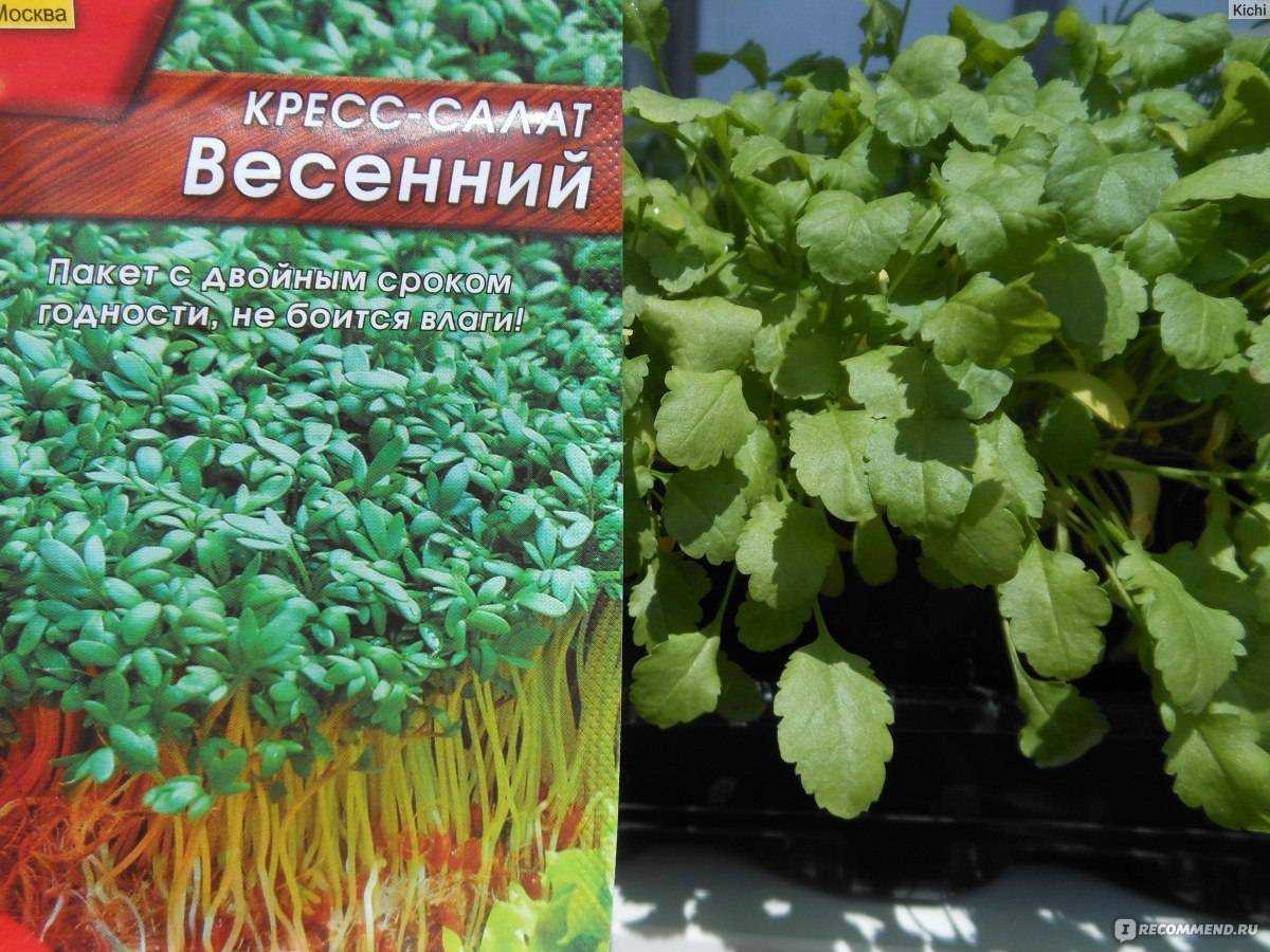 Кресс-салат: выращивание на подоконнике из семян, без земли, на салфетках в домашних условиях зимой для начинающих