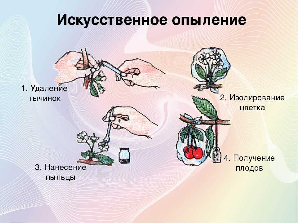 Сорт самобесплодный что это значит