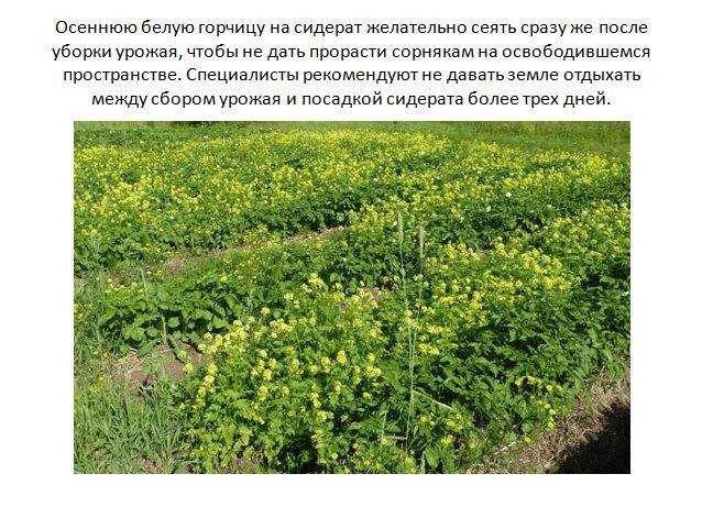 Отличный сидерат горчица белая – и почву лечит, и для салатов годится