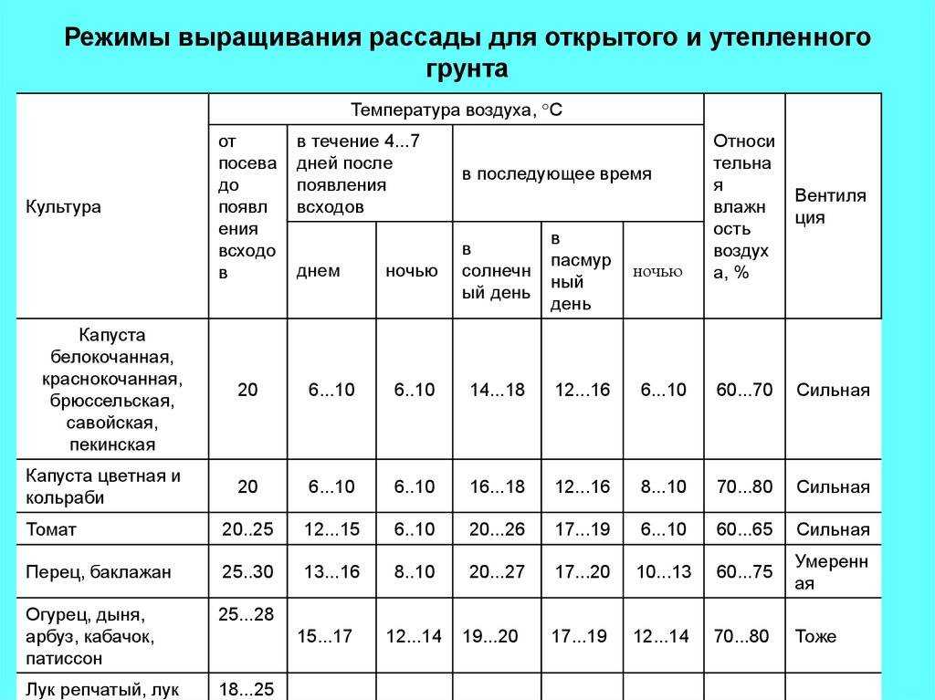 Редис: выращивание на огороде, сорта