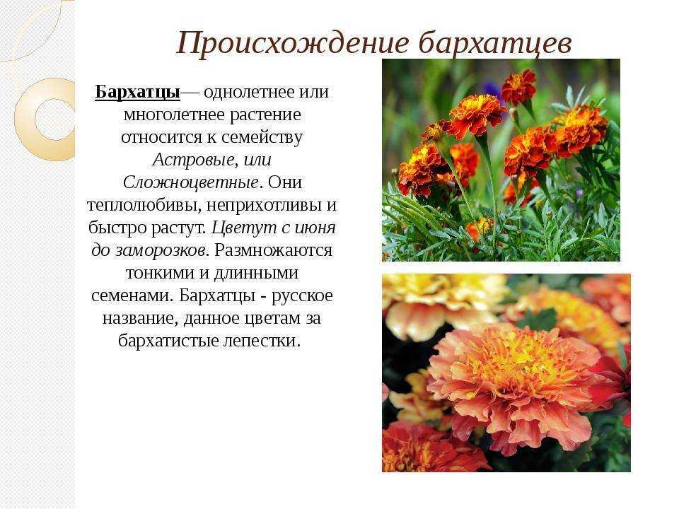 Календула: выращивание из семян, посадка и уход в открытом грунте, фото