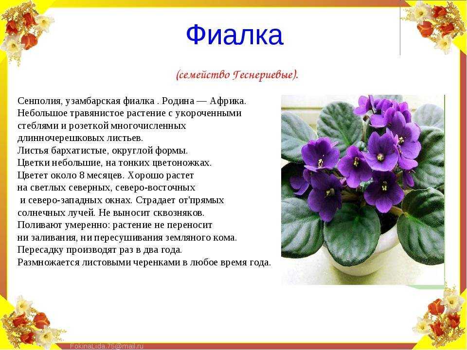 Иван да марья цветок комнатный