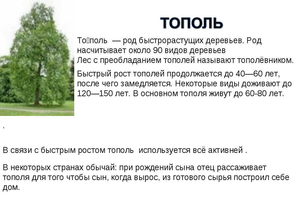 Тополь: описание дерева, продолжительность жизни, виды