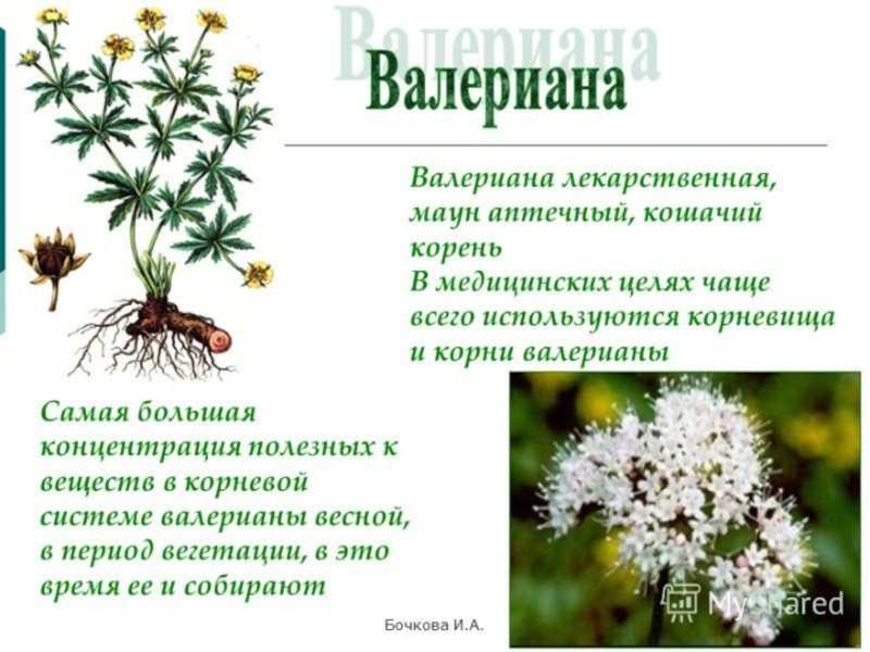 Растение валериана лекарственная — трава ли это, как она выглядит на фото и как растет в дикой природе