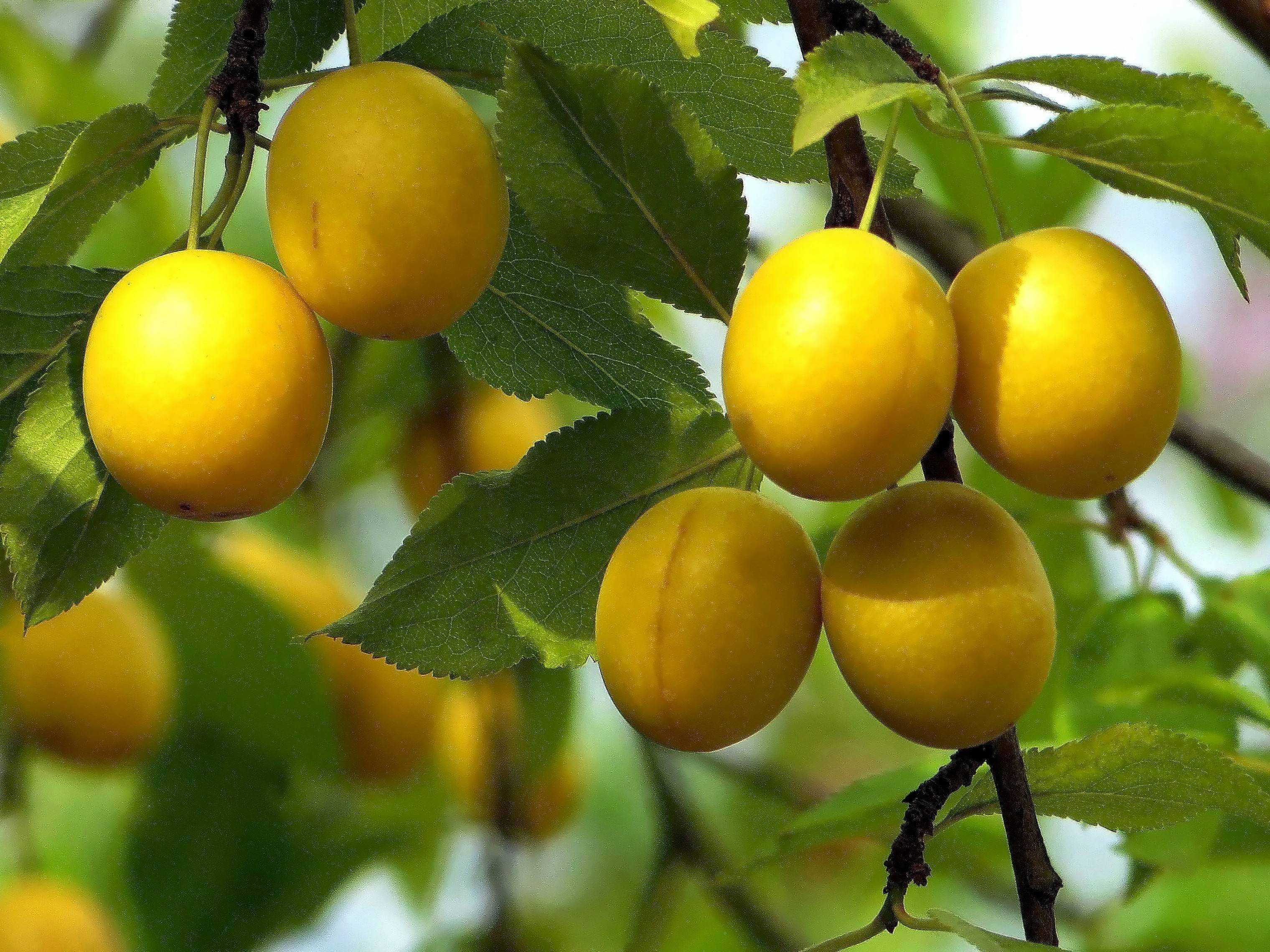 Алычу Prunus cerasifera еще именуют сливой вишненосной, либо сливой растопыренной, она является представителем рода слива семейства розовые