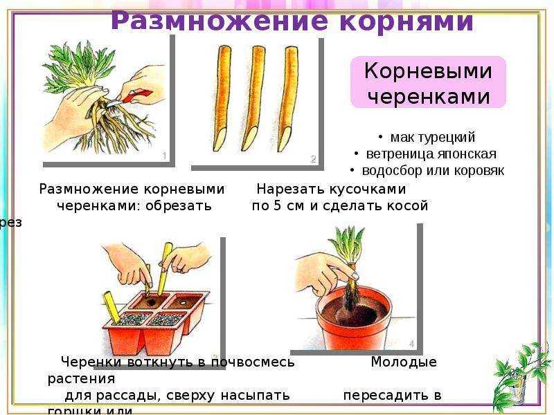 Колерия: уход и формирование кроны, размножение и виды