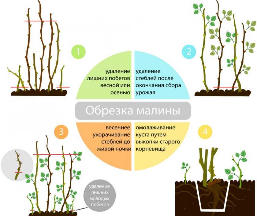 Посадка ремонтантной малины и уход в открытом грунте осенью