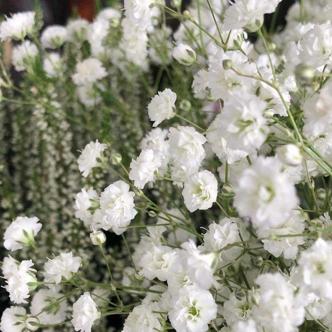 Такое травянистое растение как гипсофила Gypsophila еще именуют качим, перекати-поле, гипсолюбка Оно имеет прямое отношение к семейству гвоздичные