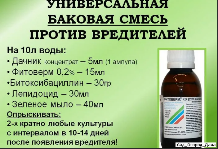 Мучнистая роса на овощах — методы профилактики и лечения. фото — ботаничка