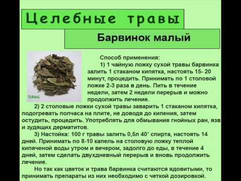 Катарантус выращивание и уход в домашних условиях размножение