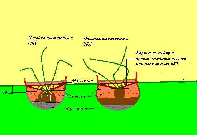Посадка в открытый грунт и уход за армерией приморской: описание, выращивание из семян