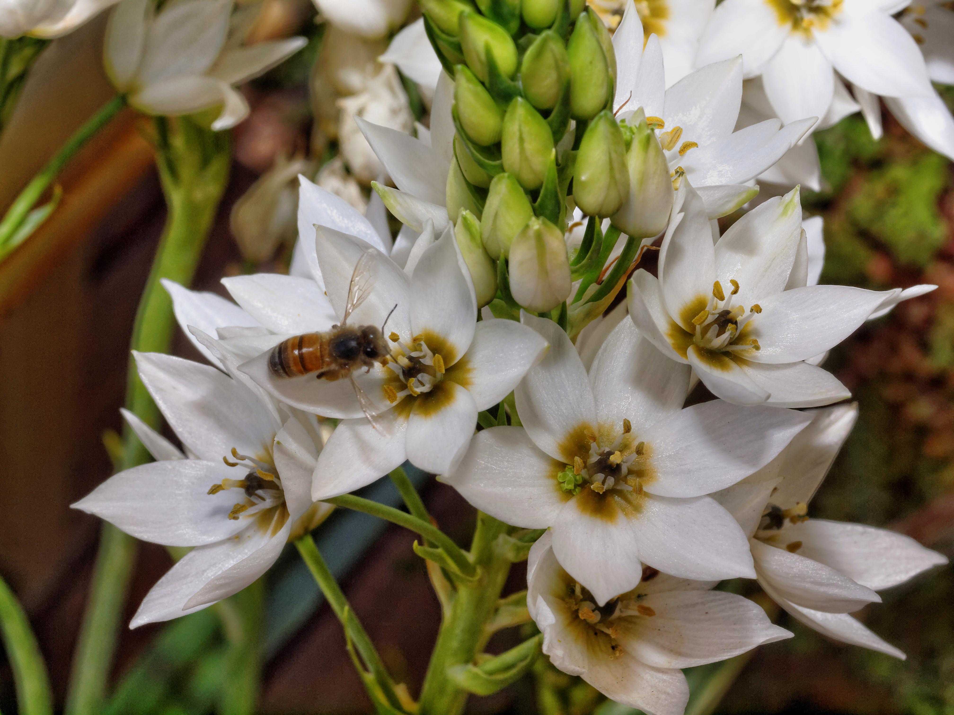 Луковичное травянистое многолетнее растение птицемлечник Ornithogalum, либо орнитогалум, является представителем подсемейства гиацинтовые семейства спаржевые