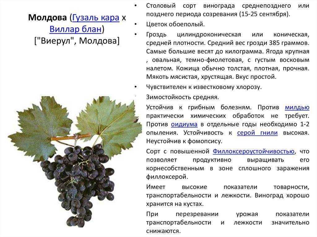 Кипарисовик: как ухаживать за таким растением, посадка и уход в открытом грунте